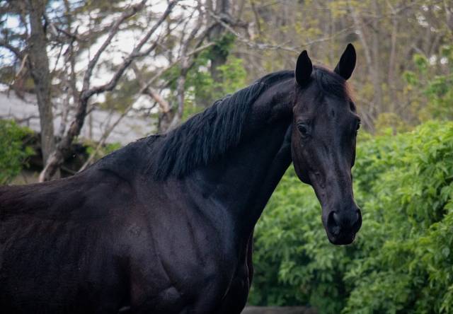 Magnifique pur-sang anglais noir