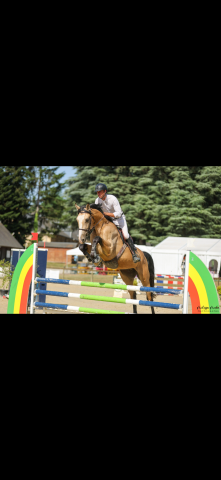 Cheval cso 4 ans isabelle
