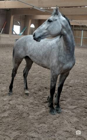 Demi pension sur mon cheval cami