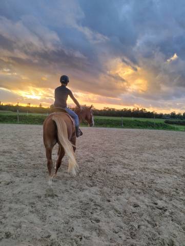 Pension chevaux boxes/pré