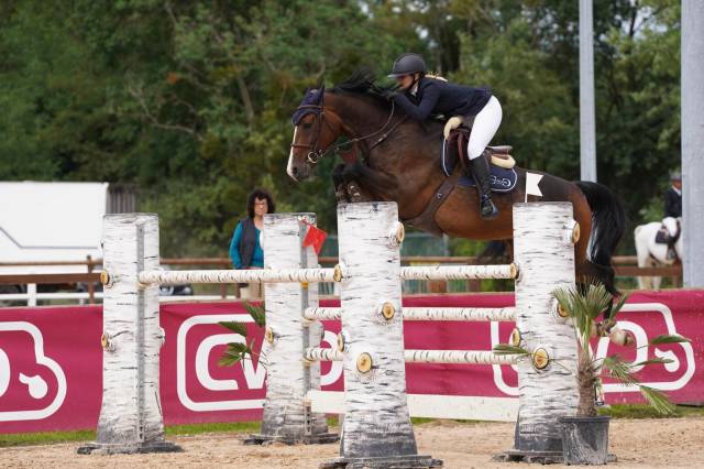 Hongre à vendre pour loisir