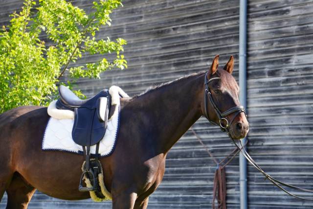 Kwpn 7 ans par sandreo x quazar – potentiel dressage