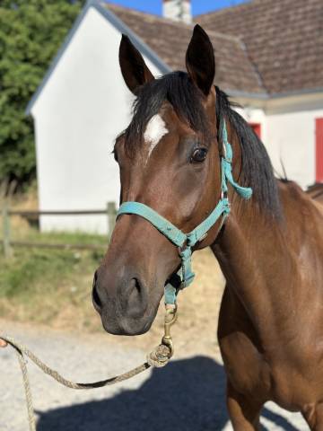 Cheval ps 5 ans