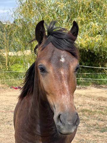 Magnifique poney