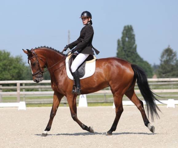 Dressage - jument de 8 ans - 1,70 m - bai