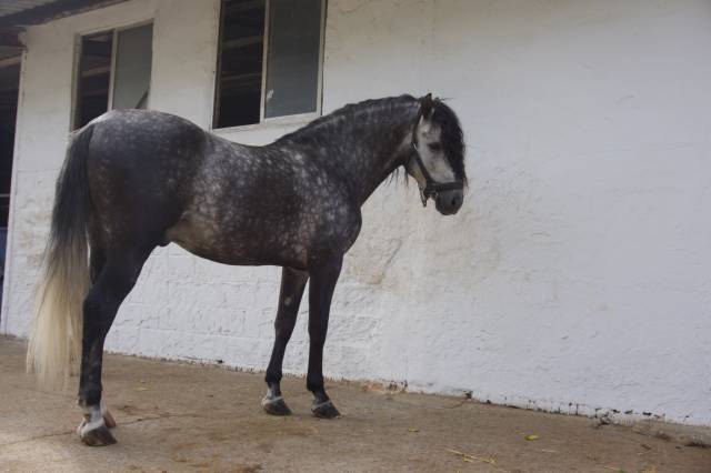 Poulain pre pure race espagnole a vendre 2020 gris par aire xv
