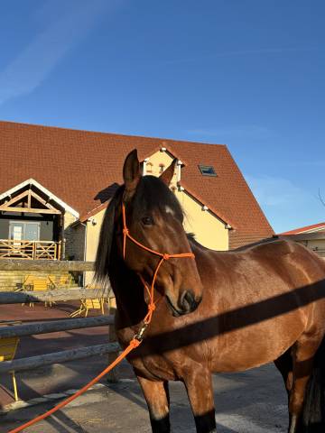 à vendre jument lusitanienne de 5 ans, polyvalente