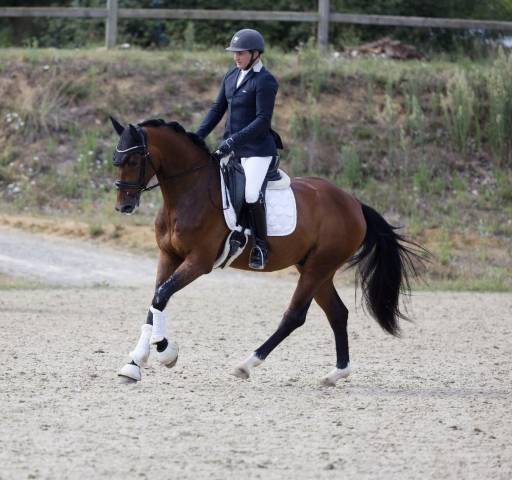 Magnifique hongre de 4 ans