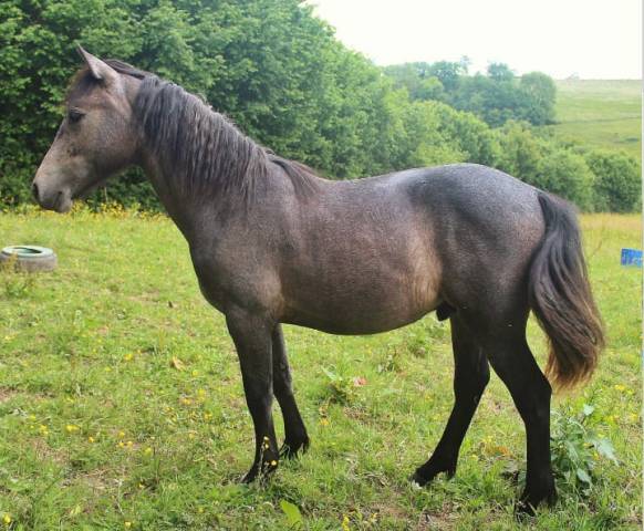 Poney connemara de 1 ans