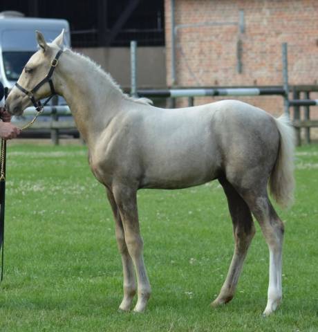 Foal pfs prince des chênes dor