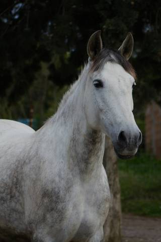 Jument de loisir polyvalente