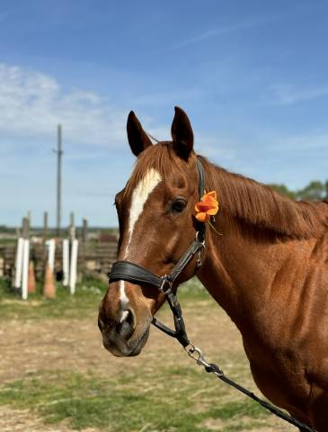 Av 2000 € pur sang anglais 