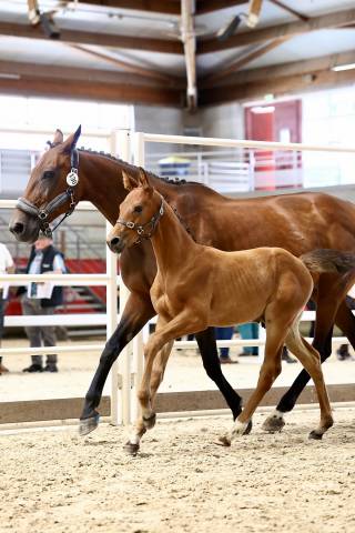 Chic poulain sf par potter du manaou, mère icc 141