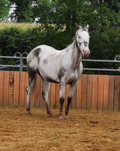 Jument appaloosa pp