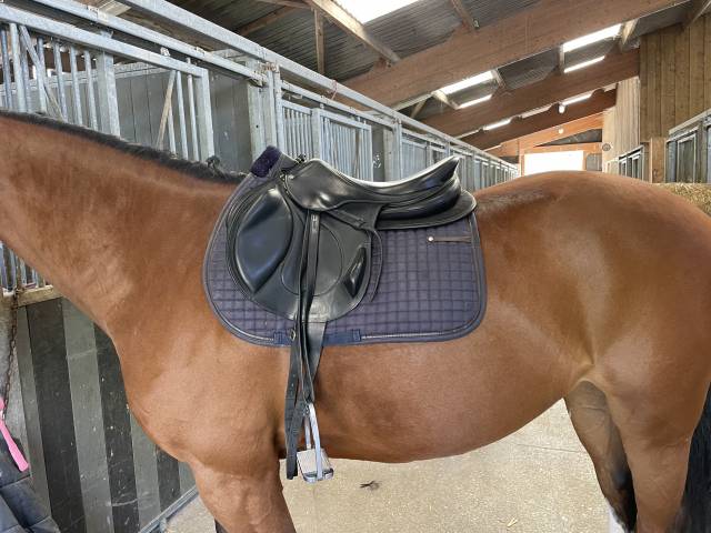 Selle Antarès monoquartier 