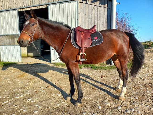 Selle dressage Meyer 