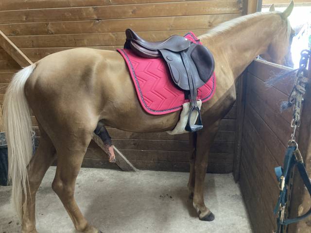 Selle baude victoire 17’’