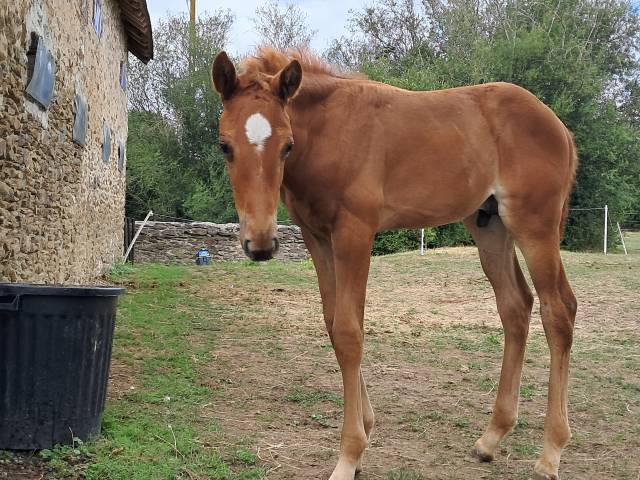 Poulain alezan par lumière lgs sfo