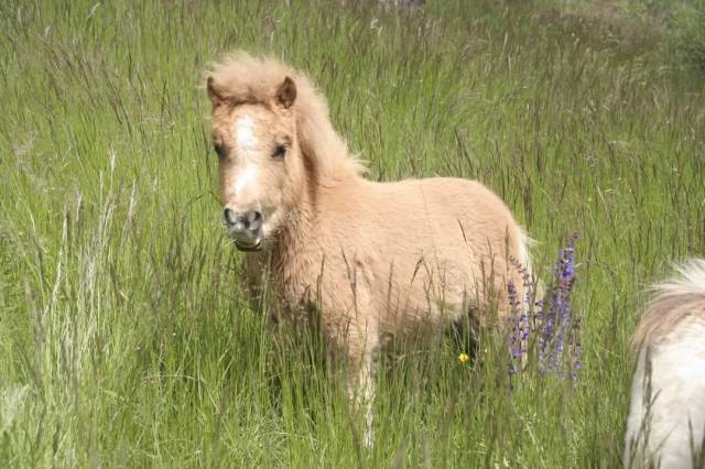Poulain shetland pp