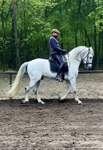 Hongre pur race espagnol 11 ans