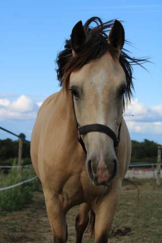 Hongre 3 ans très qualiteux