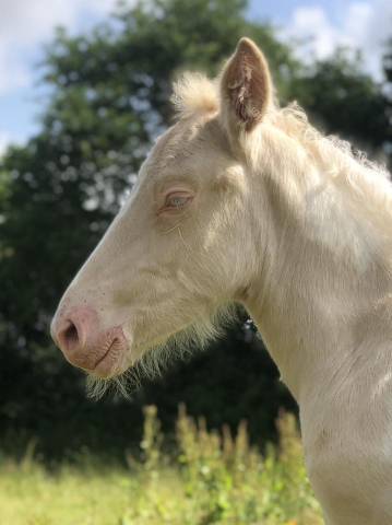 Pouliche oc double crème (homozygote) champagne tobiano
