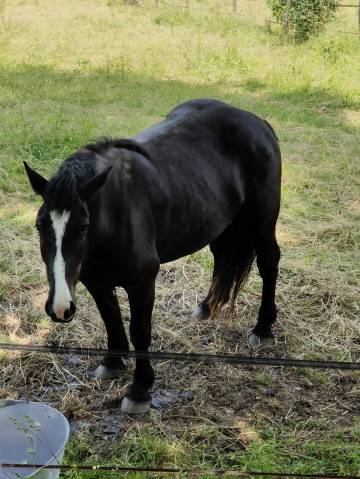 Jument oc percheron noir