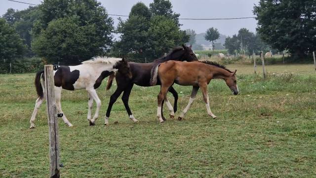 Poulain et pouliche sf