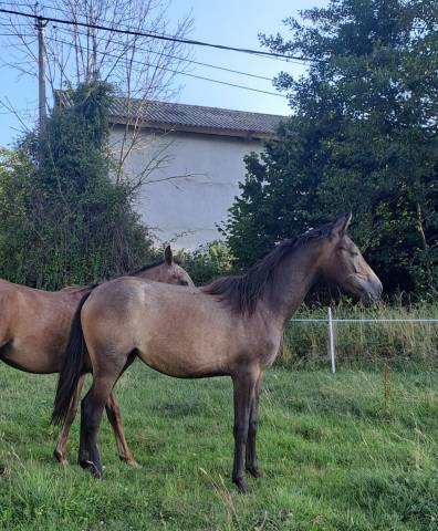 Pouliche anglo-arabe