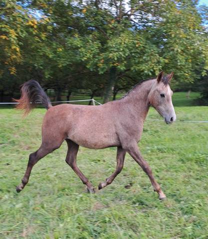 Hongre pur sang arabe 