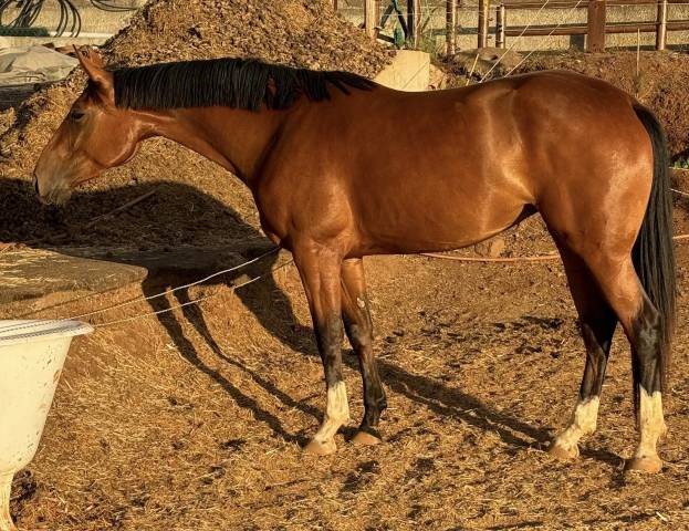 Beautiful and talented jumping mare