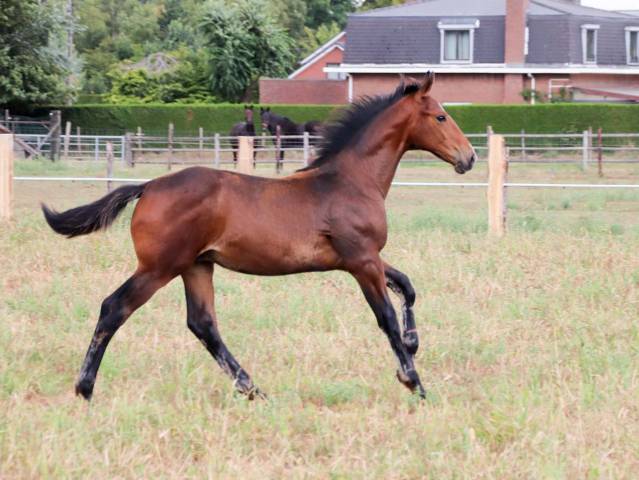 Poulain dressage d'un ligne grand prix