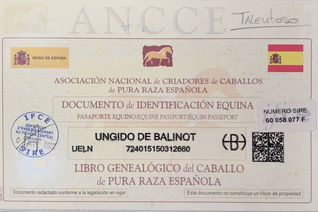 Pure race espagnole hongre - 10 ans