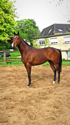 Joli cheval 8 ans idéal loisir