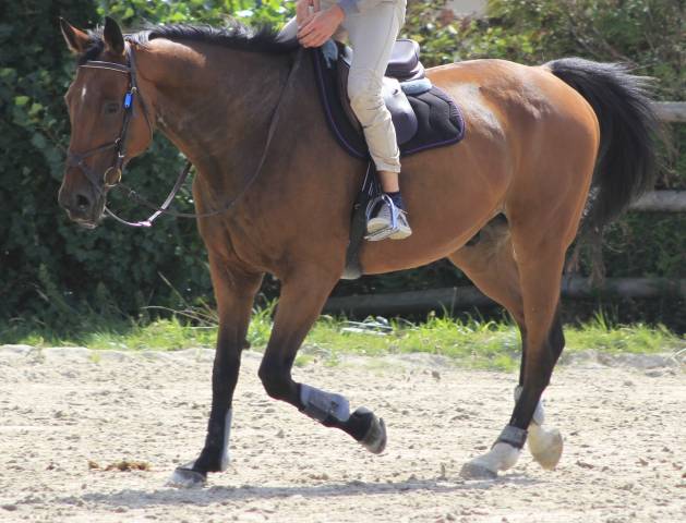 Cheval d’école pour pre retraite loisir ou famille