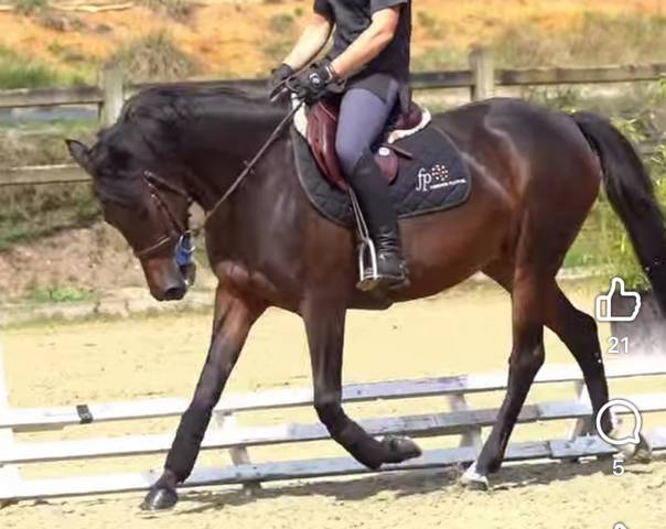 Ponette pfs maxi c