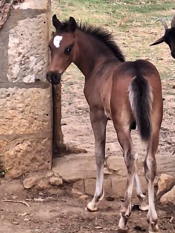 Poulain pfs par salam du roc 