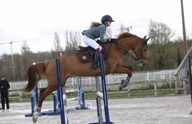 Dp cheval de sport