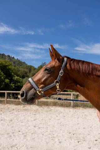 Fils de fürst jazz, petit-fils de de niro - hongre-7ans