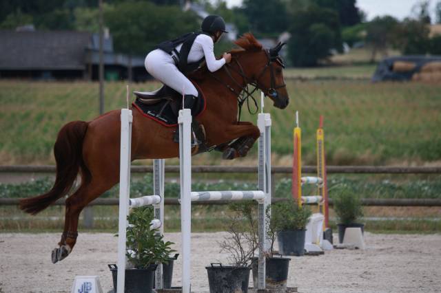 Hongre de 7ans - parfait jeune cavalier - moyens gp