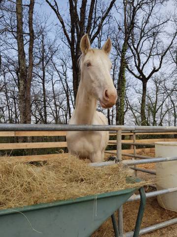 Pouliche pre cremepearl gg 