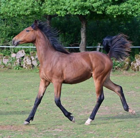 Pouliche bai typée espagnole oc