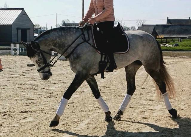 Jument de sport pour cso et cce
