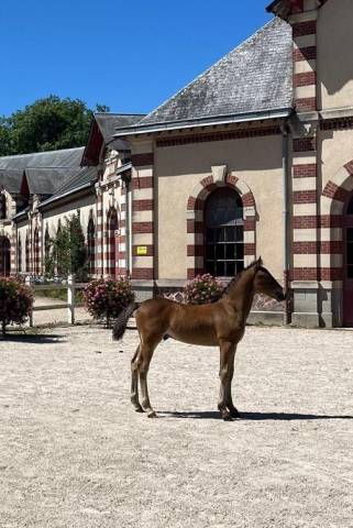 Foal mâle welsh cob