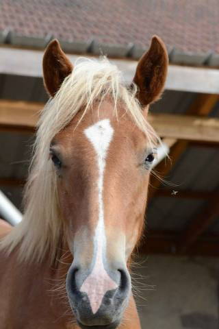 Pouliche oc née en 2024 1m30