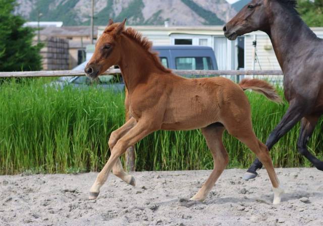 Pouliche aux origines 100% dressage !