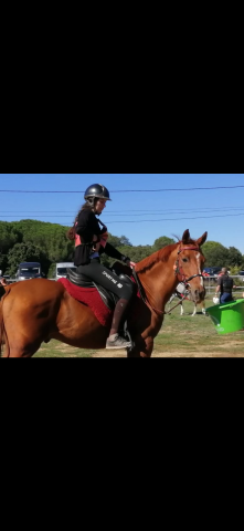 Cheval hongre pur sang arabe