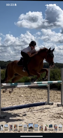 Top cheval à vendre