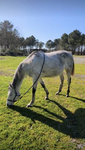 Pur-sang hongre de 7ans 