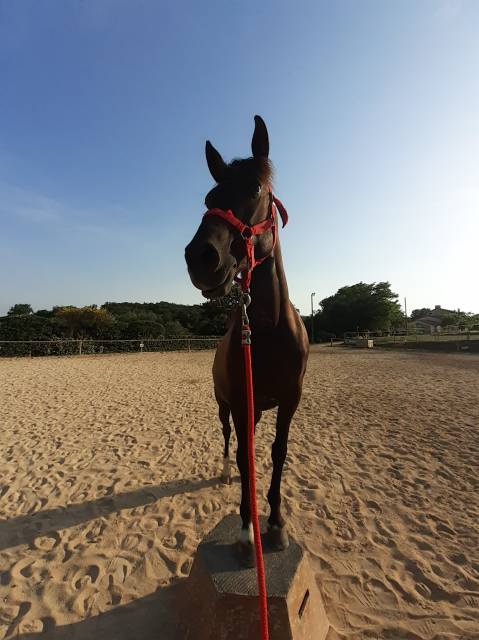 Jument à vendre !! pour cso et cce